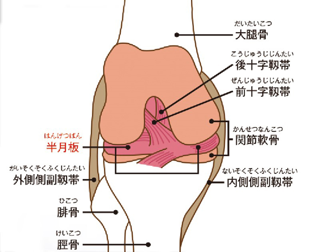 膝の構造