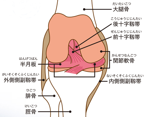 膝関節の構造