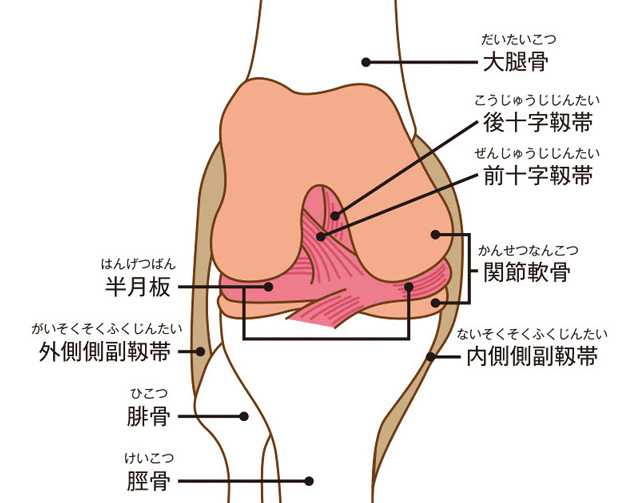 ひざのしくみ