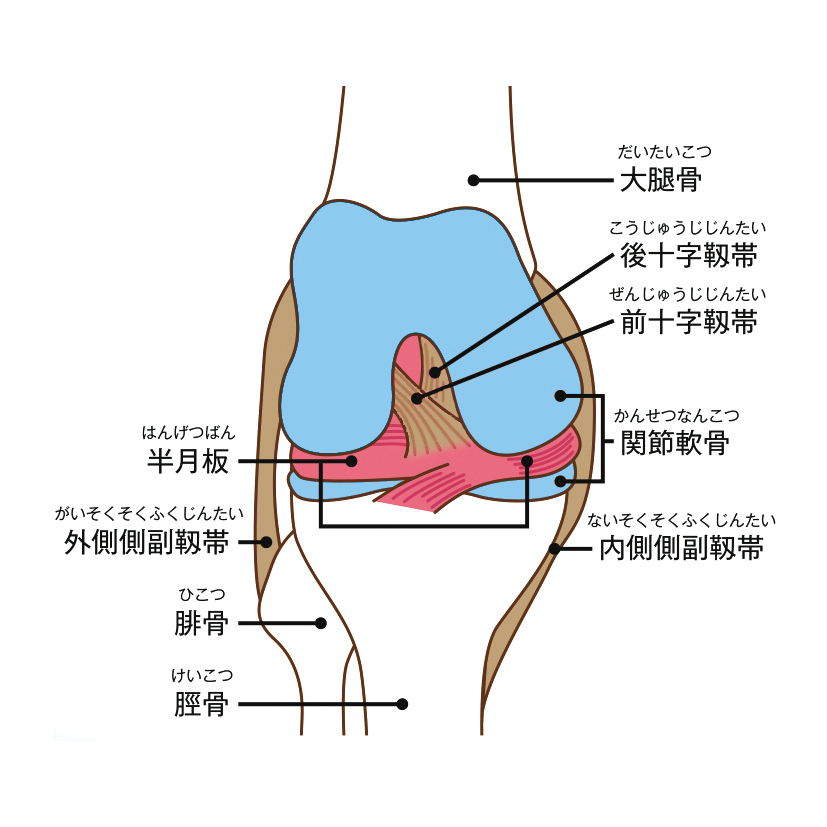 膝の構造