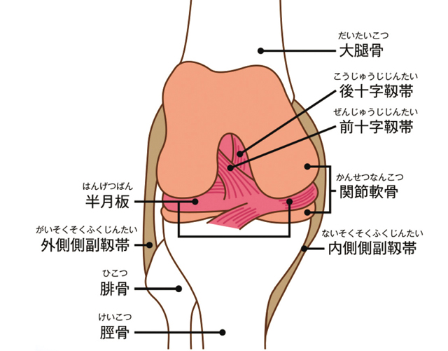 膝の構造