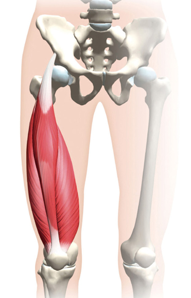 大腿四頭筋