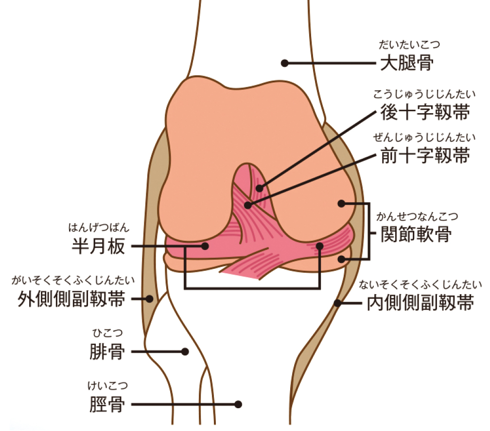 糸川 牧夫 先生 膝の痛みの原因と治療について 第229回 膝の痛みはさまざま 正しい知識と治療法の選択で健康な足を目指しましょう 人工関節ドットコム