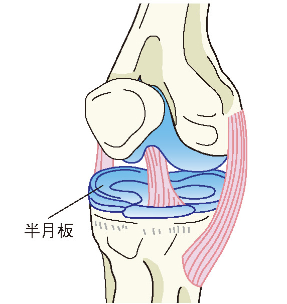 半月板のイラスト