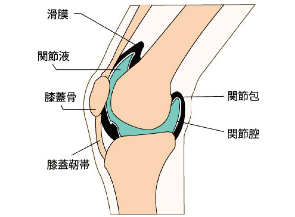 横から見た膝関節