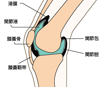 膝関節のしくみ