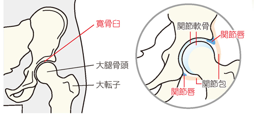 股関節