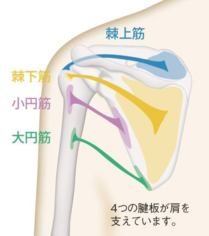 肩関節のしくみ