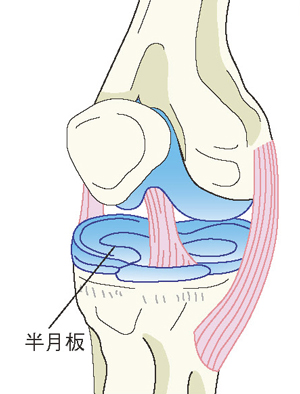 半月板