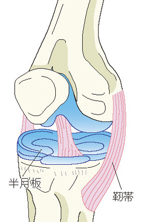 半月板と靭帯