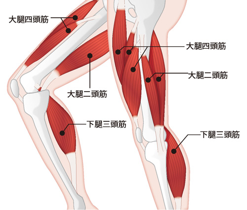 膝まわりの筋肉