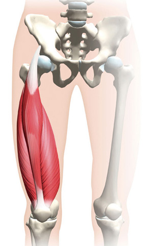 大腿四頭筋