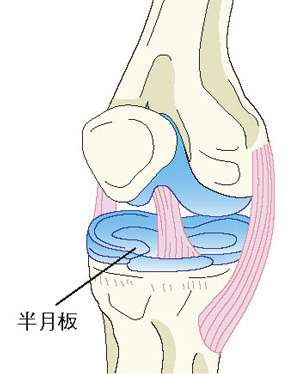 半月板