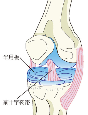 半月板と前十字靭帯