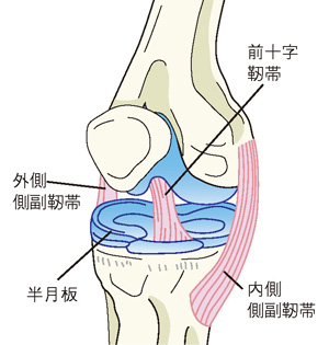 半月板と靭帯