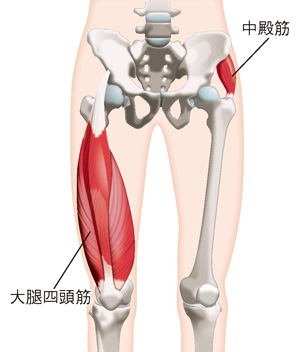 中殿筋と大腿四頭筋