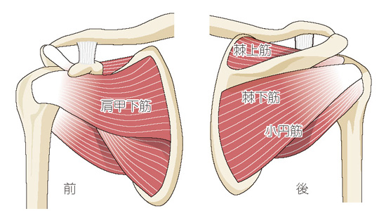 肩関節のしくみ