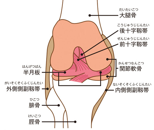 膝の構造