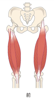 大腿四頭筋（太もも前側にある筋肉）