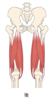 ハムストリング（太もも裏側にある筋肉）