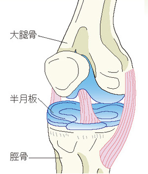 大腿骨、半月板、脛骨