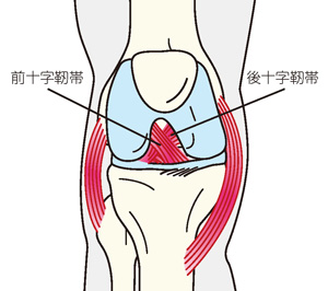 前十字靭帯と後十字靭帯