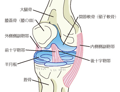 膝の構造