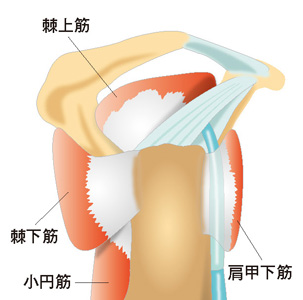 腱板は4つの筋肉から構成されます