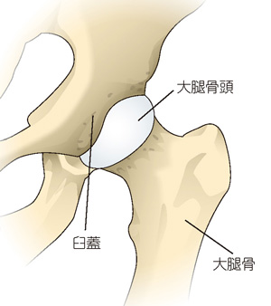 股関節のしくみ