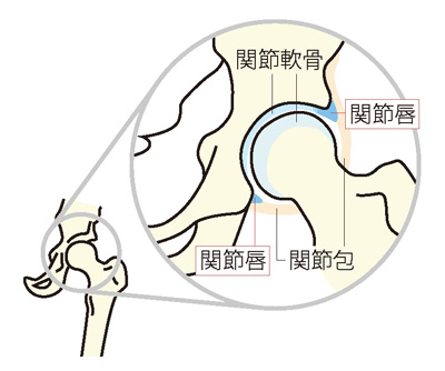 股関節の構造