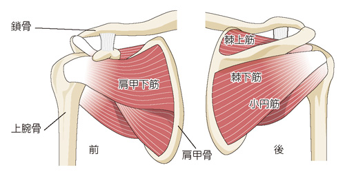 肩関節のしくみ