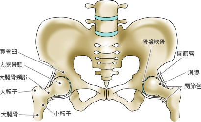 堀田 拓 先生|歳と共にすり減ってくる軟骨|第42回 股関節や膝に痛みを ...