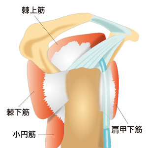 腱板は4つの筋肉から構成されます