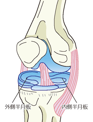 外側半月板と内側半月板