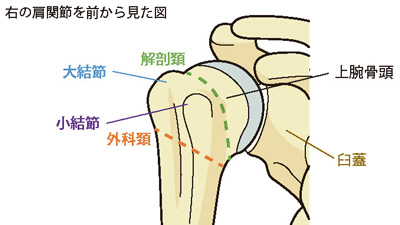 右の肩関節を前から見た図