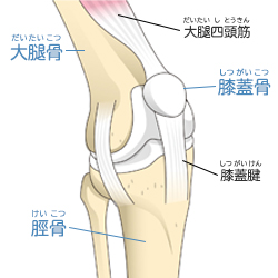 膝関節の構造 膝関節のしくみ 膝関節の痛み 人工関節ドットコム