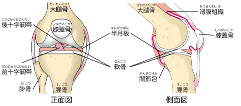 膝関節の保護機能 膝関節のしくみ 膝関節の痛み 人工関節ドットコム